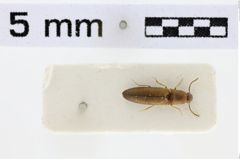 Foto (Dorsalansicht) von Melanoxanthus flavithorax (Schimmel, 2004)